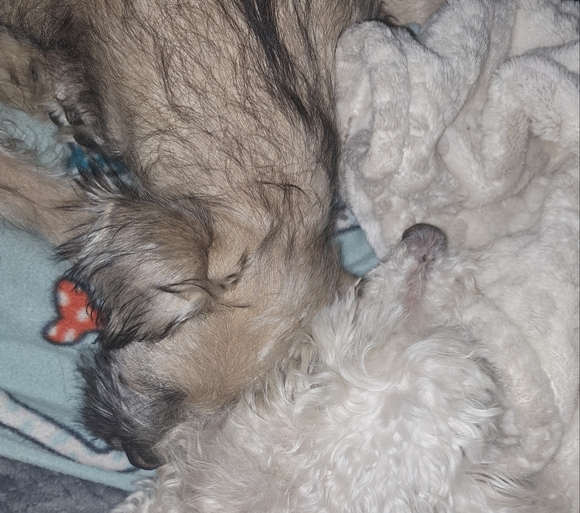 Meet your Posher, Nat - Picture 3 of 4